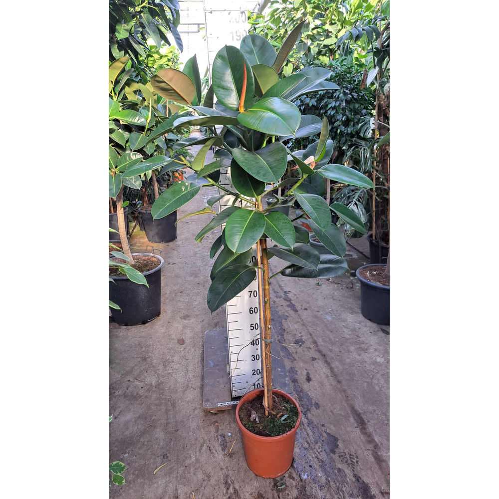 Ficus robusta stam 180.