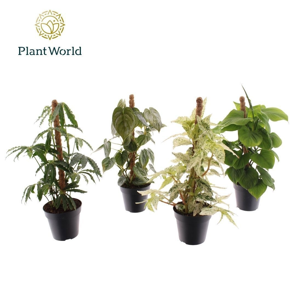 Botanic Mosstok Mix.