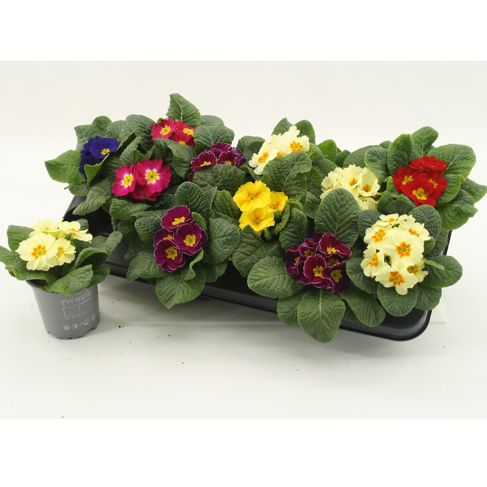 Primula Acaulis Mixtray.
