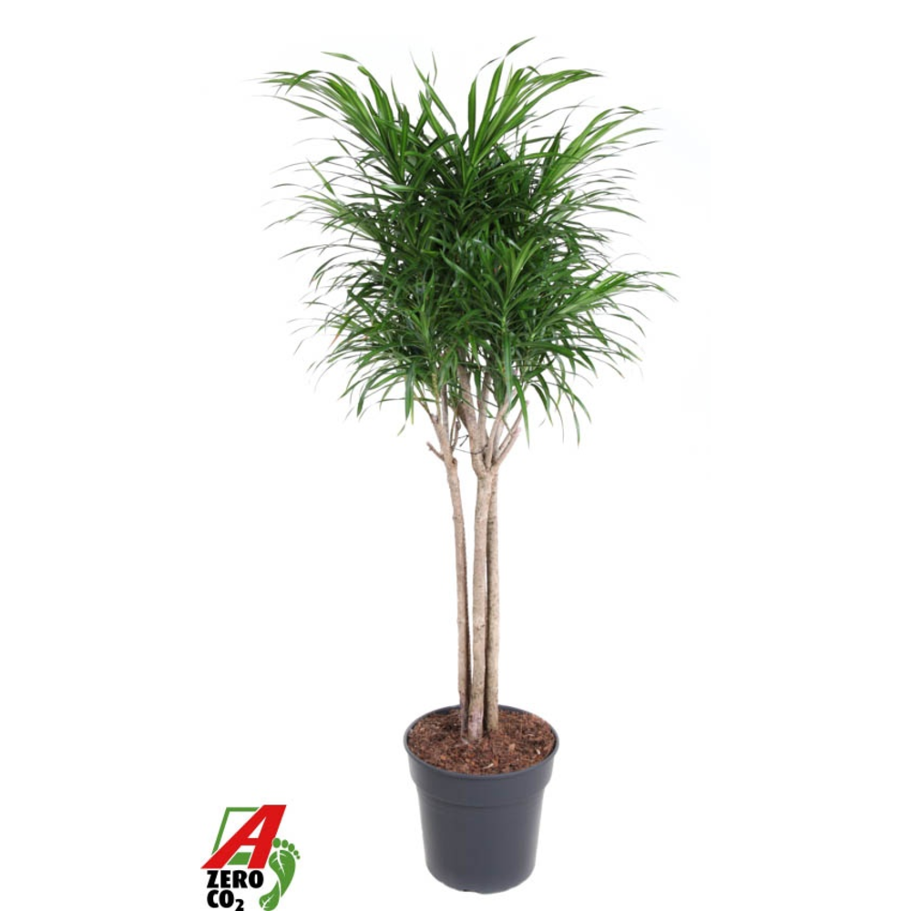 Dracaena Anita variegata multi stam P31.