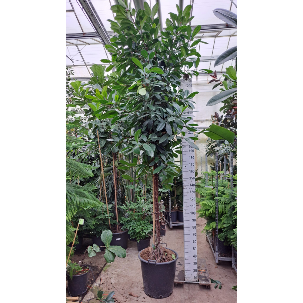 Cyathistipula gedraaide stam XXXL 400.