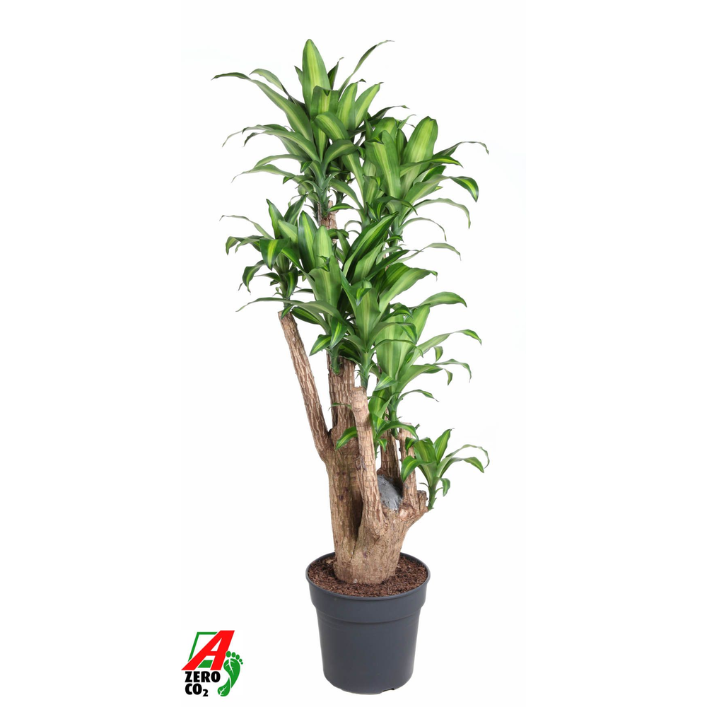 Massangeana vertakt P34 - 4ft.