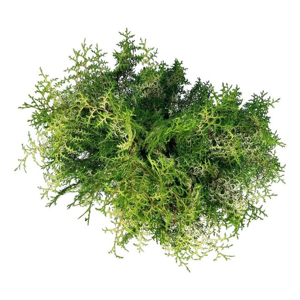 Chamaecyparis o. 'Lucas' PBR.