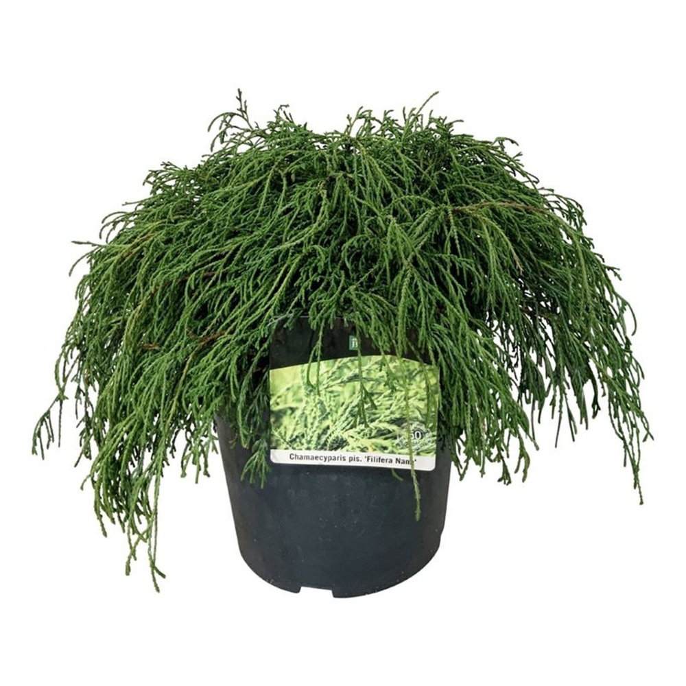 Chamaecyparis p. 'Filifera Nana'.