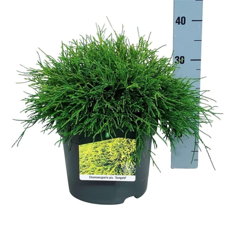 Chamaecyparis p. 'Sungold'.