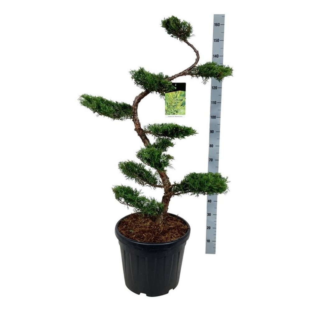 Juniperus pf. 'Pfitzeriana Aurea'.