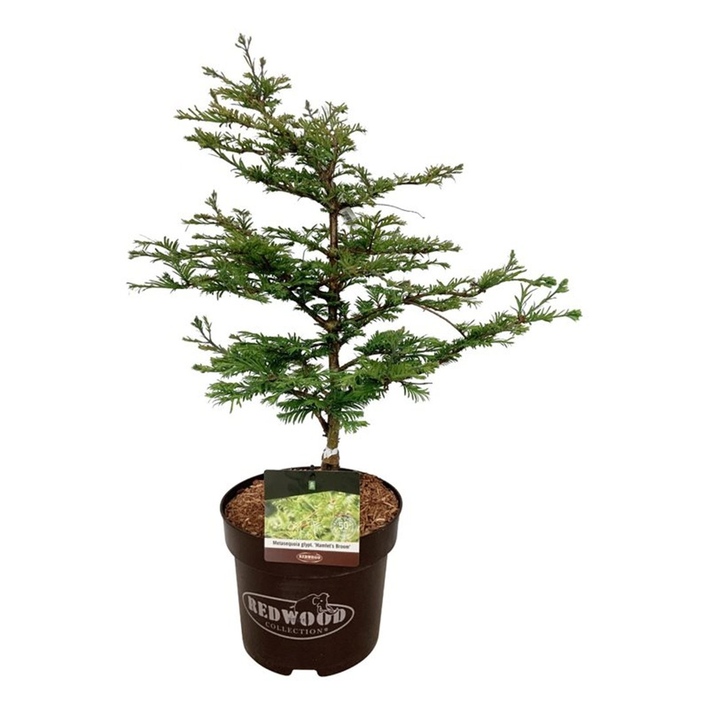 Metasequoia gl. 'Hamlet's Broom'.