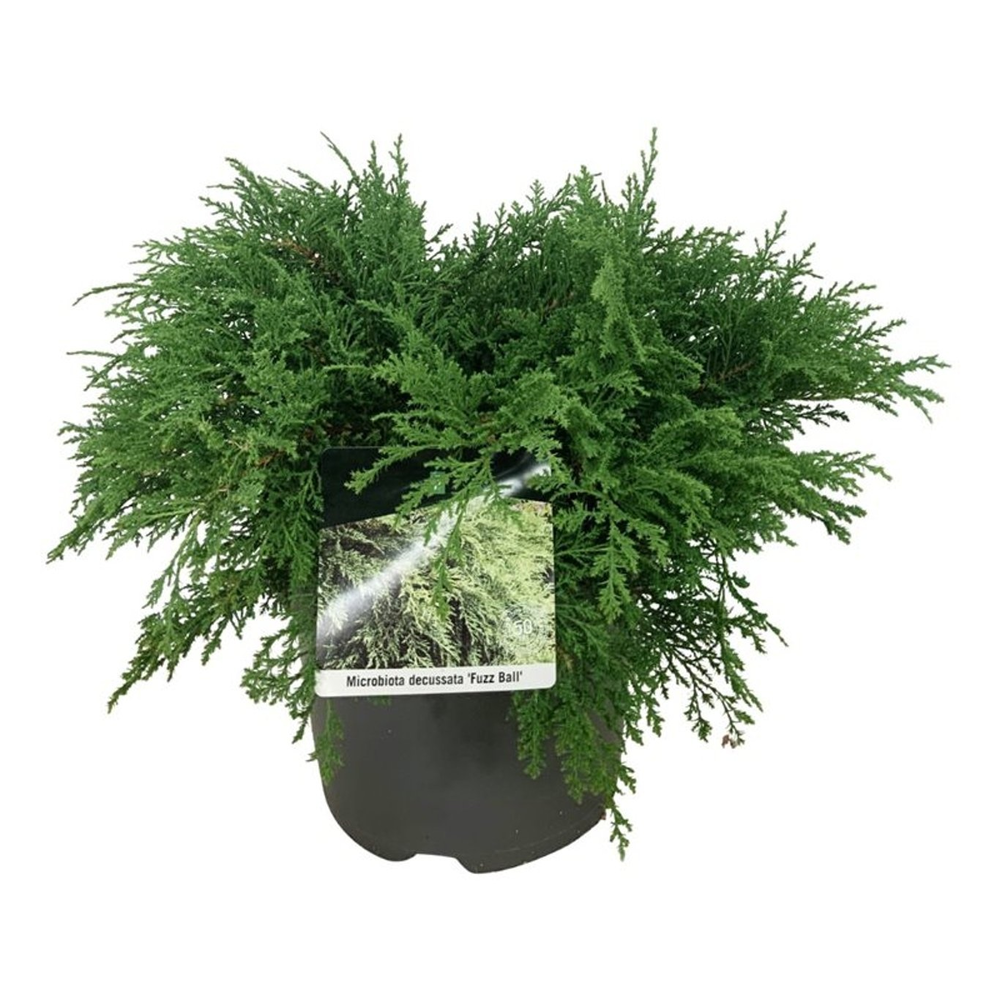 Microbiota decuss. 'Fuzzball'.