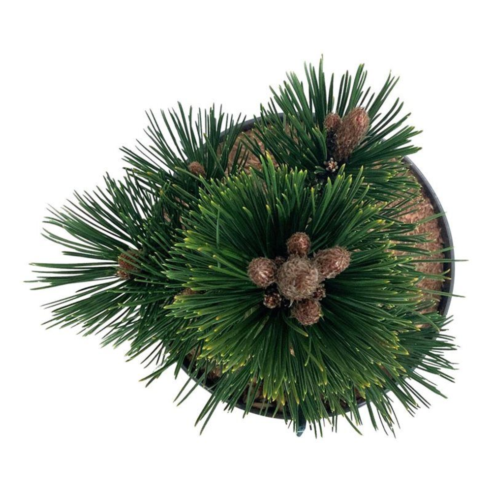 Pinus held. 'Malinki'.