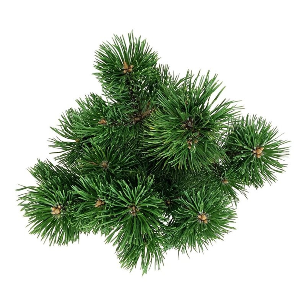 Pinus mugo 'Mumpitz'.