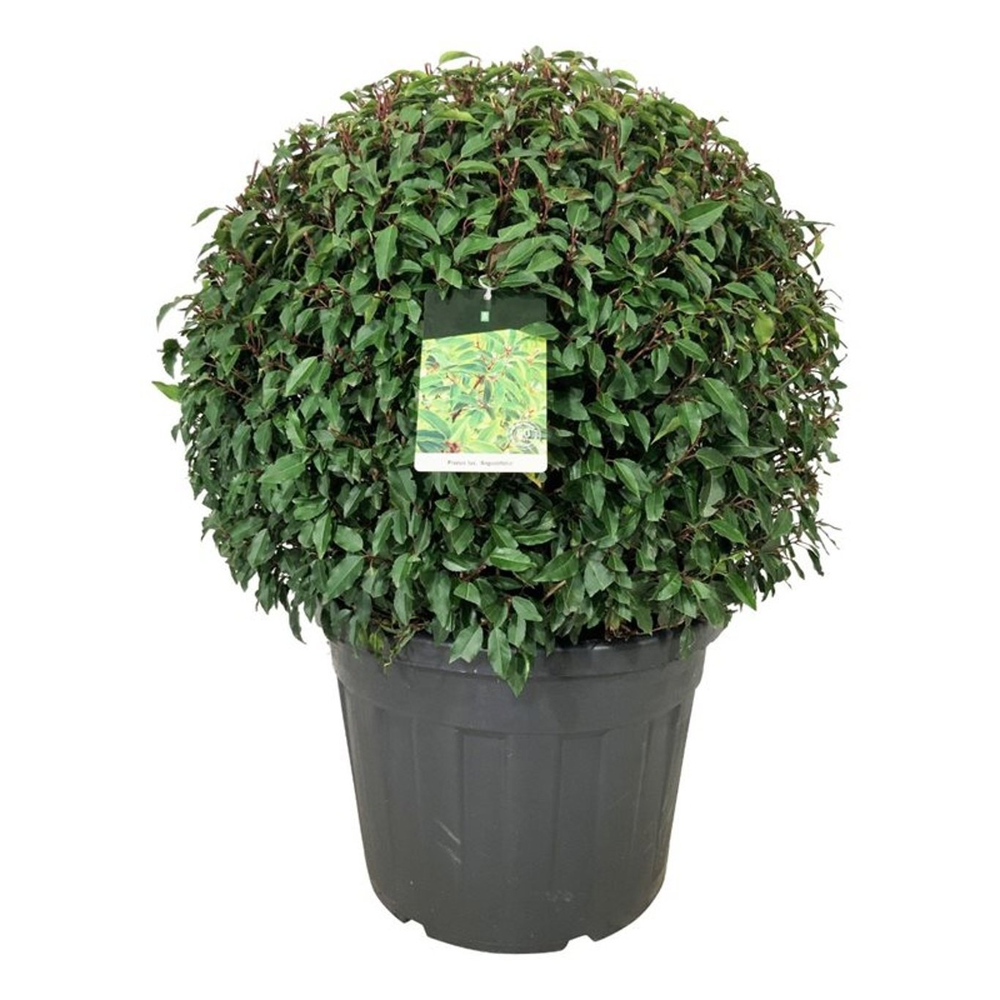 Prunus lus. 'Angustifolia'.