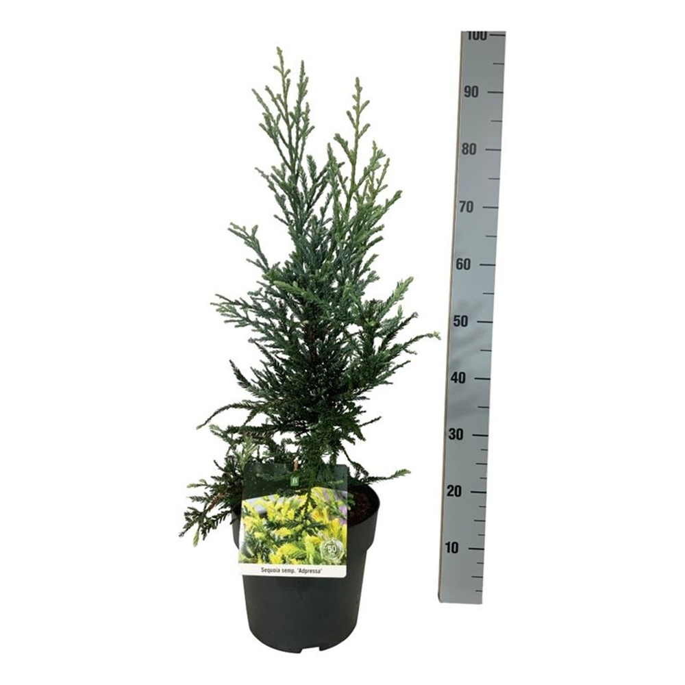Sequoia sempervirens 'Adpressa'.