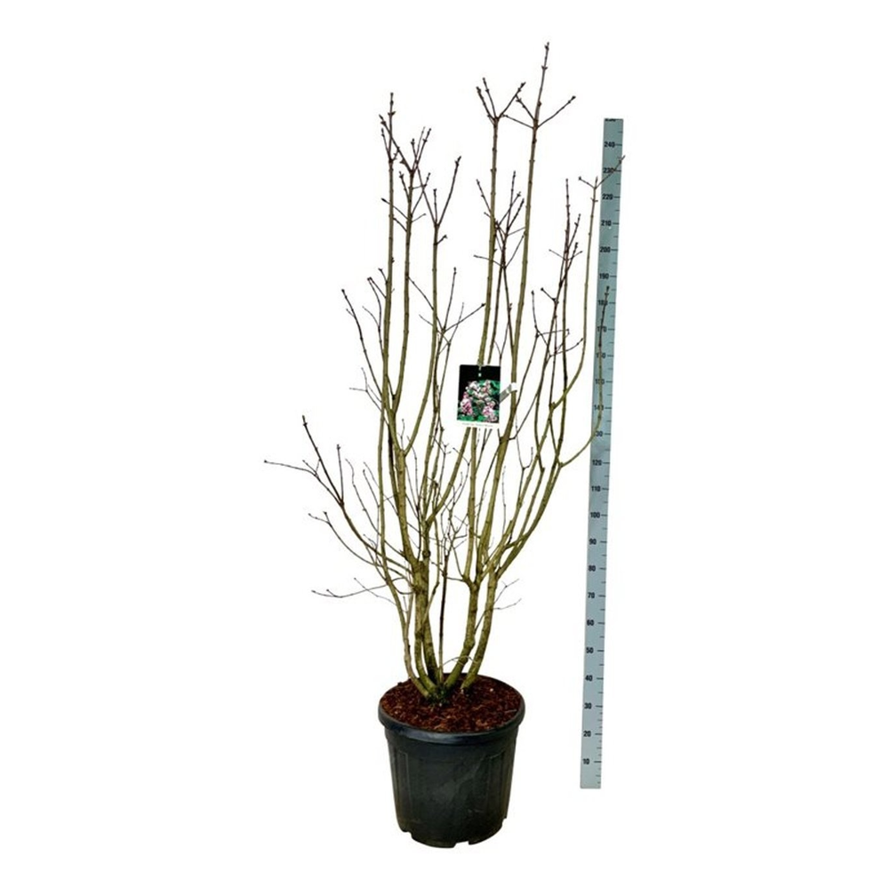 Syringa v. Beauty of Moscow.