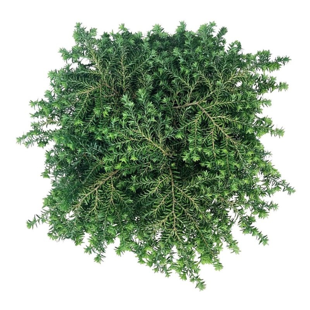 Tsuga can. 'Green Globe'.