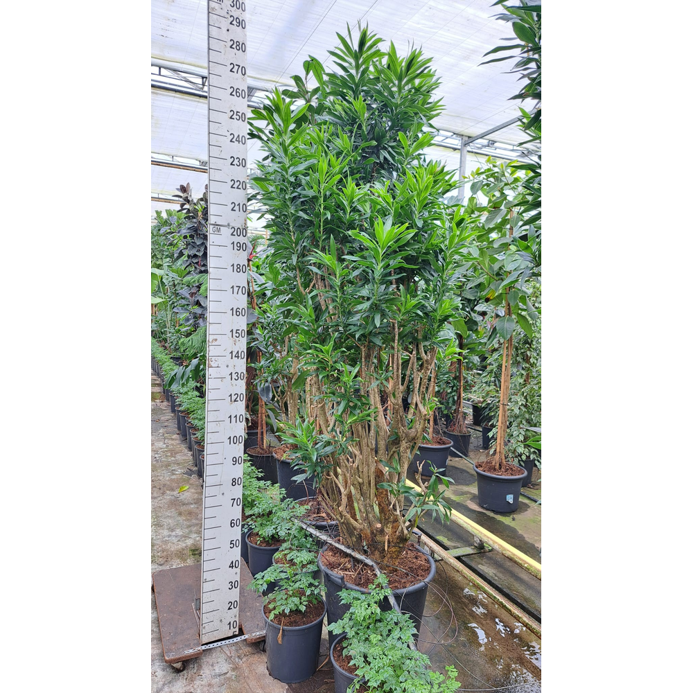 Dracaena reflexa pleomele vertakt XXXL.