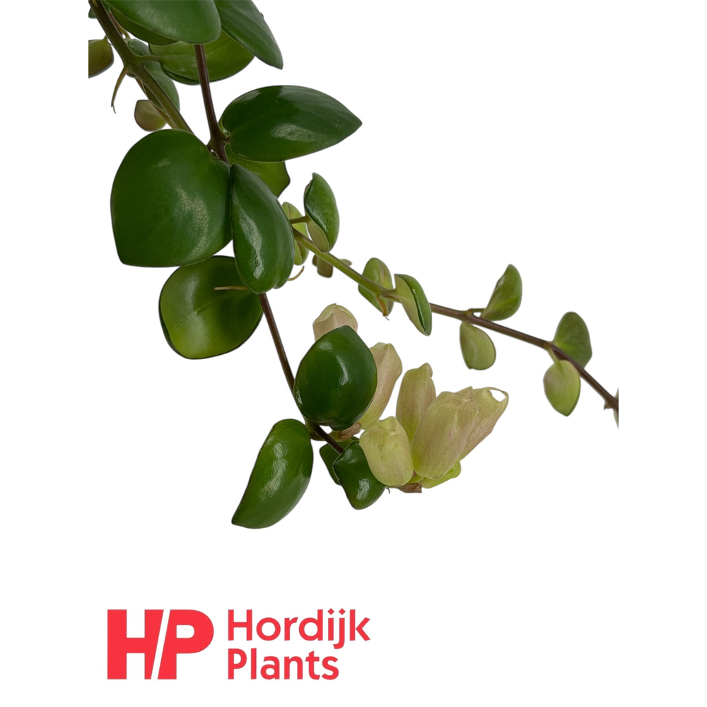 Aeschynanthus Pink Polka; bloeiend.