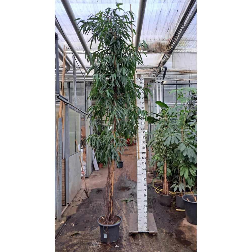 Ficus Alii multistam 450.
