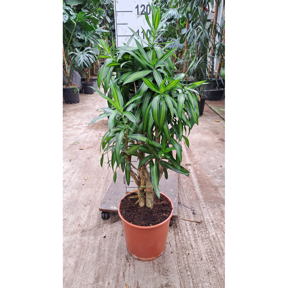 Dracaena Reflexa Song of Jaimaica 120.