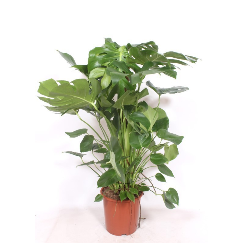 Monstera deliciosa 'houten stok'.