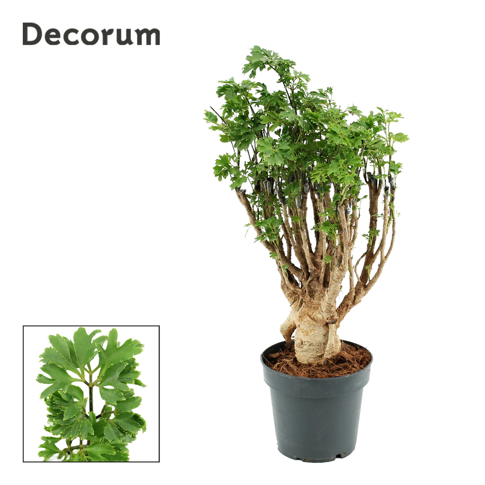 Polyscias Parsley 12 cm Bonsai (Decorum).