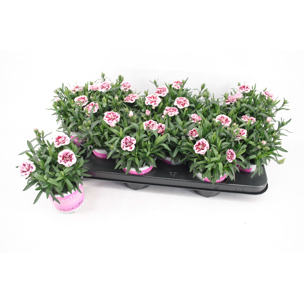 Dianthus Oscar Purple Star.