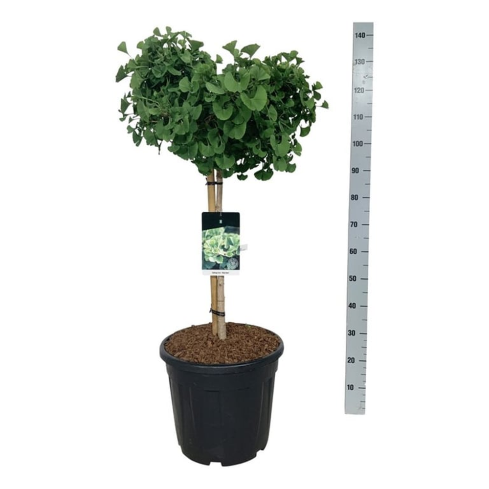 Ginkgo biloba 'Mariken'.
