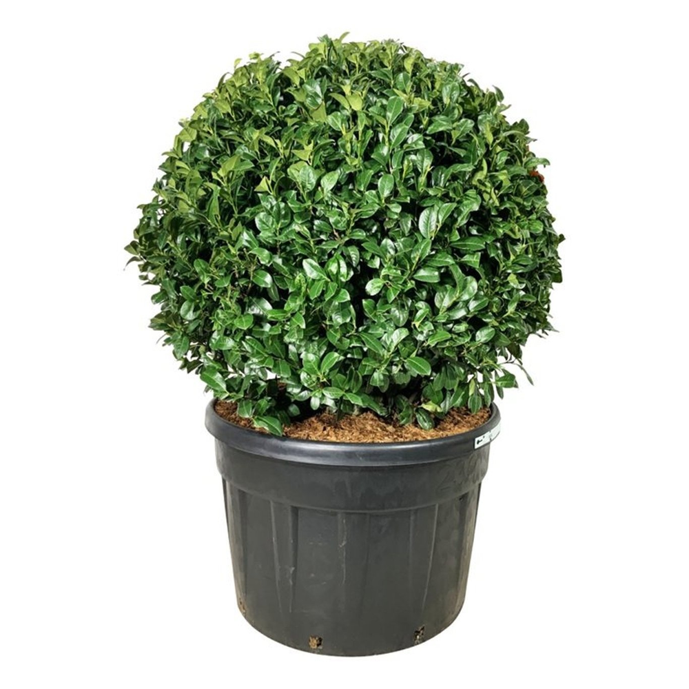 Prunus laur. 'Ani' PBR.