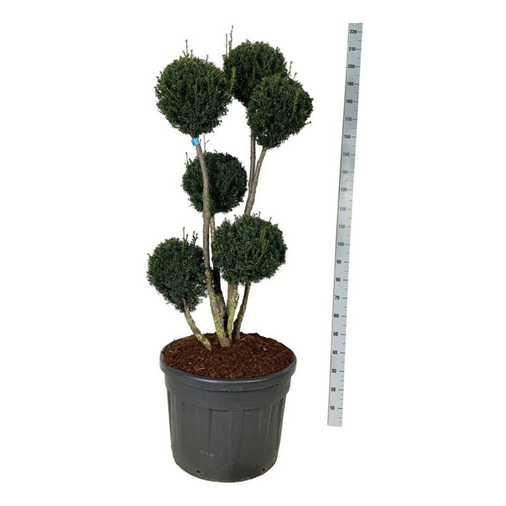 Taxus media 'Brownii'.