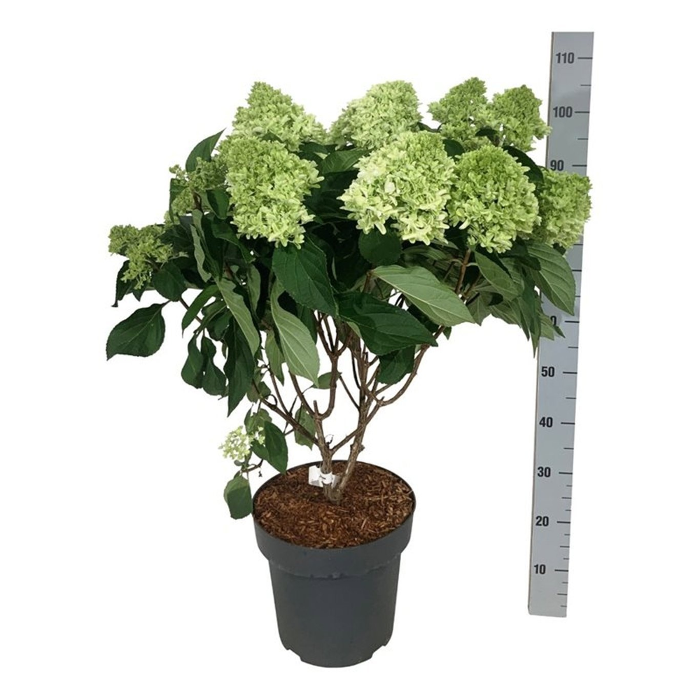 Hydrangea pan. Little Fresco.