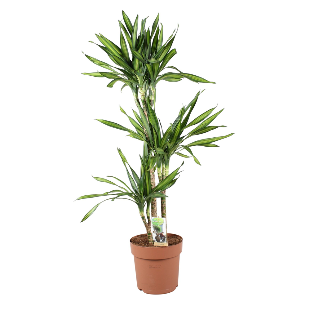 Dracaena Riki 75-35-15.