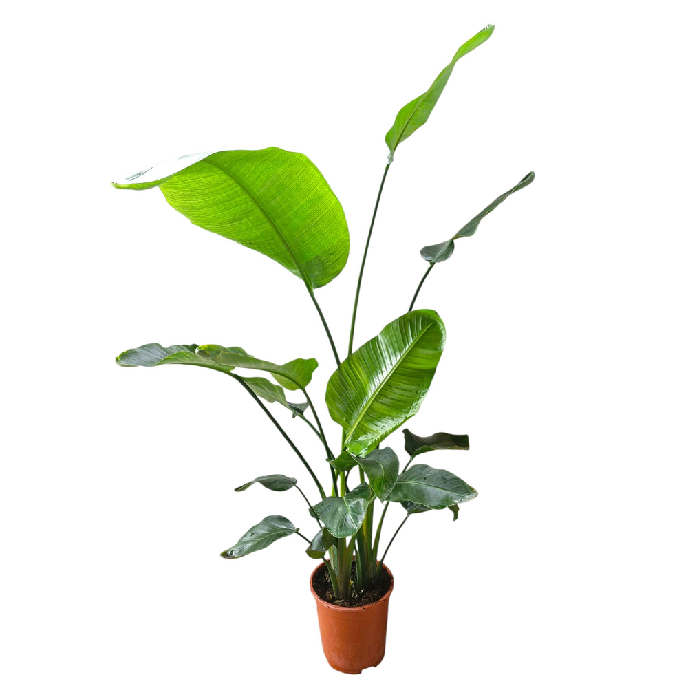 Strelitzia Nicolai 27 cm.