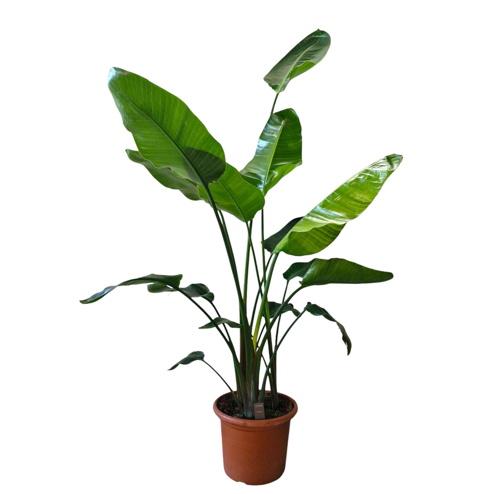 Strelitzia Nicolai 35 cm.