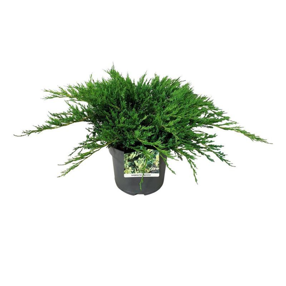 Juniperus hor. 'Agnieszka'.