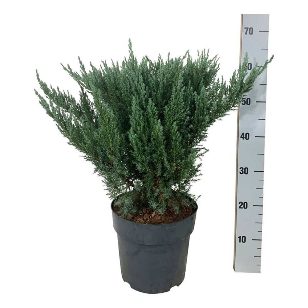 Juniperus pf. 'Blue Chiffon'.