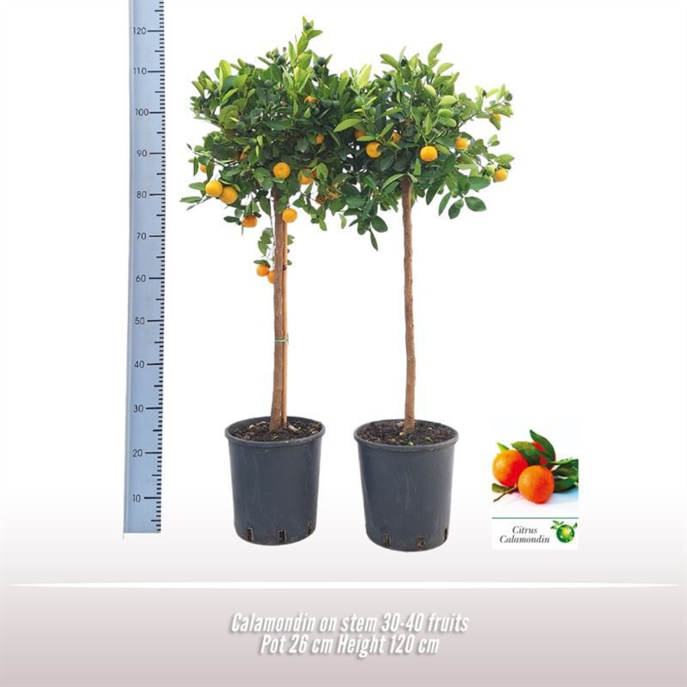 Calamondin op stam.