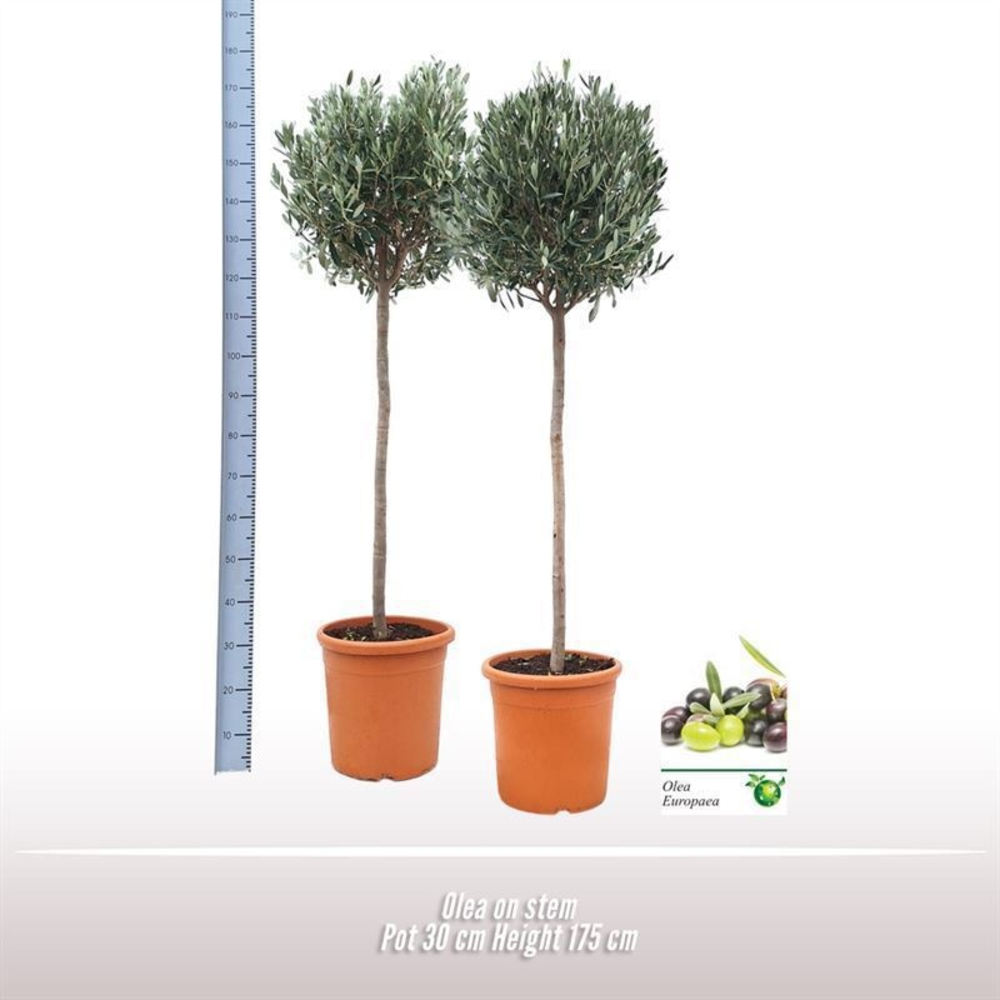 Olea op stam