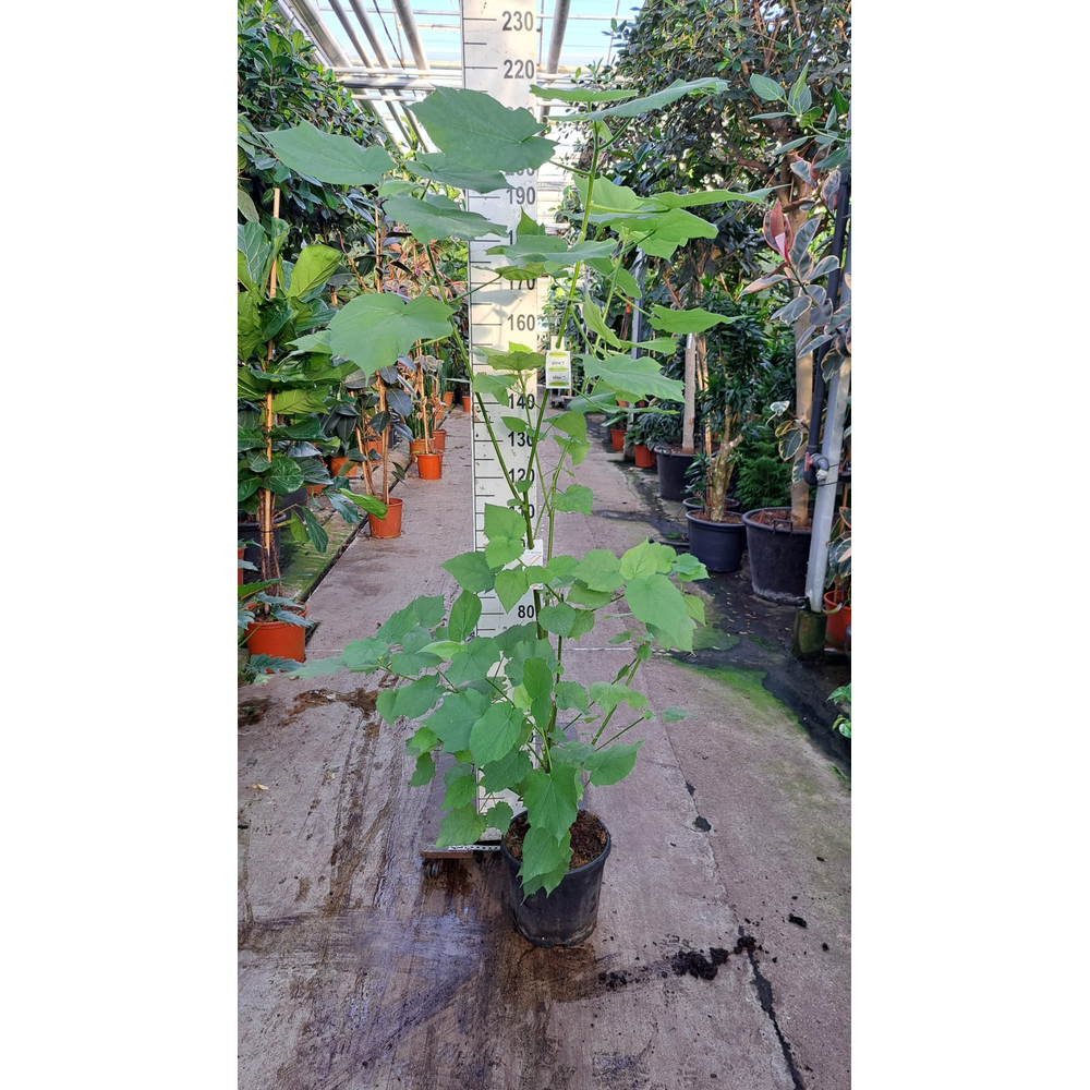 Sparrmannia Africana 190.