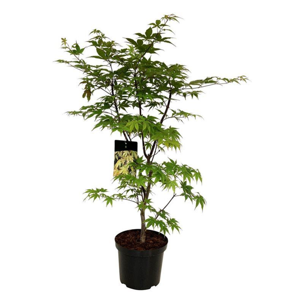 Acer pal. 'Osakazuki'.