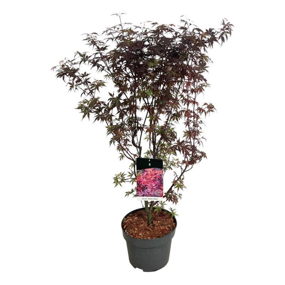 Acer pal. 'Skeeter's Broom'.