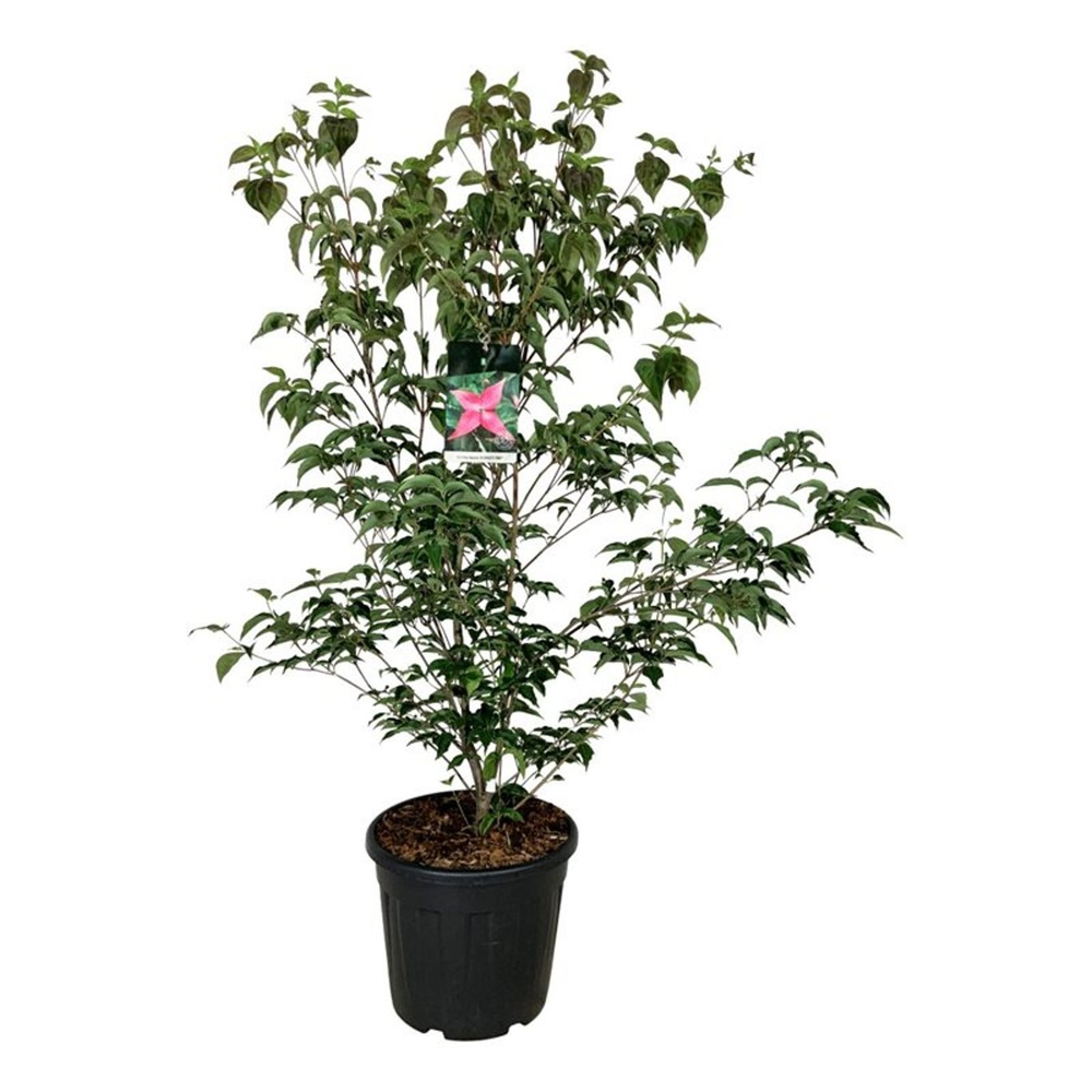 Cornus kousa 'Scarlet Fire' ®.