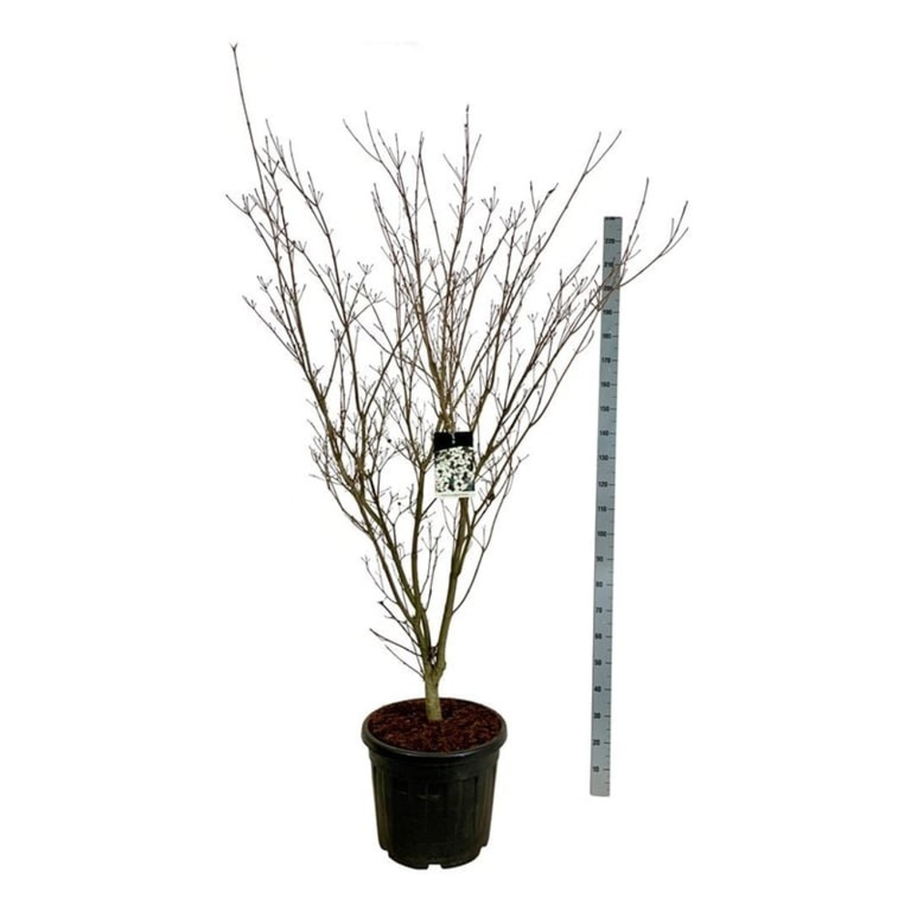 Cornus kousa 'Weisse Fontaine'.