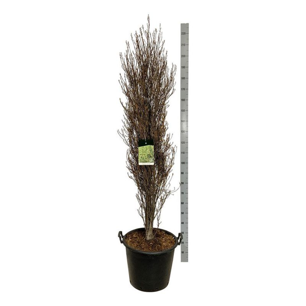 Frangula alnus Fine Line ®.