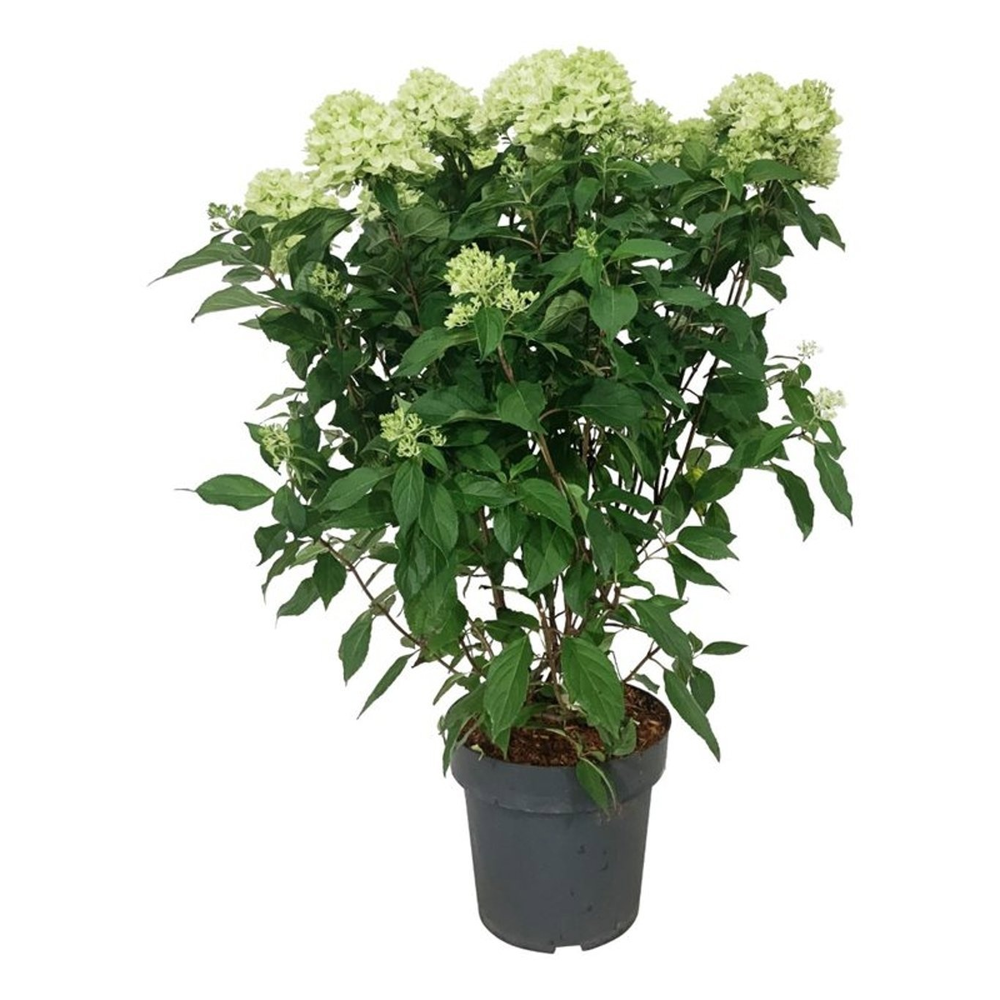 Hydrangea pan. Graffiti.