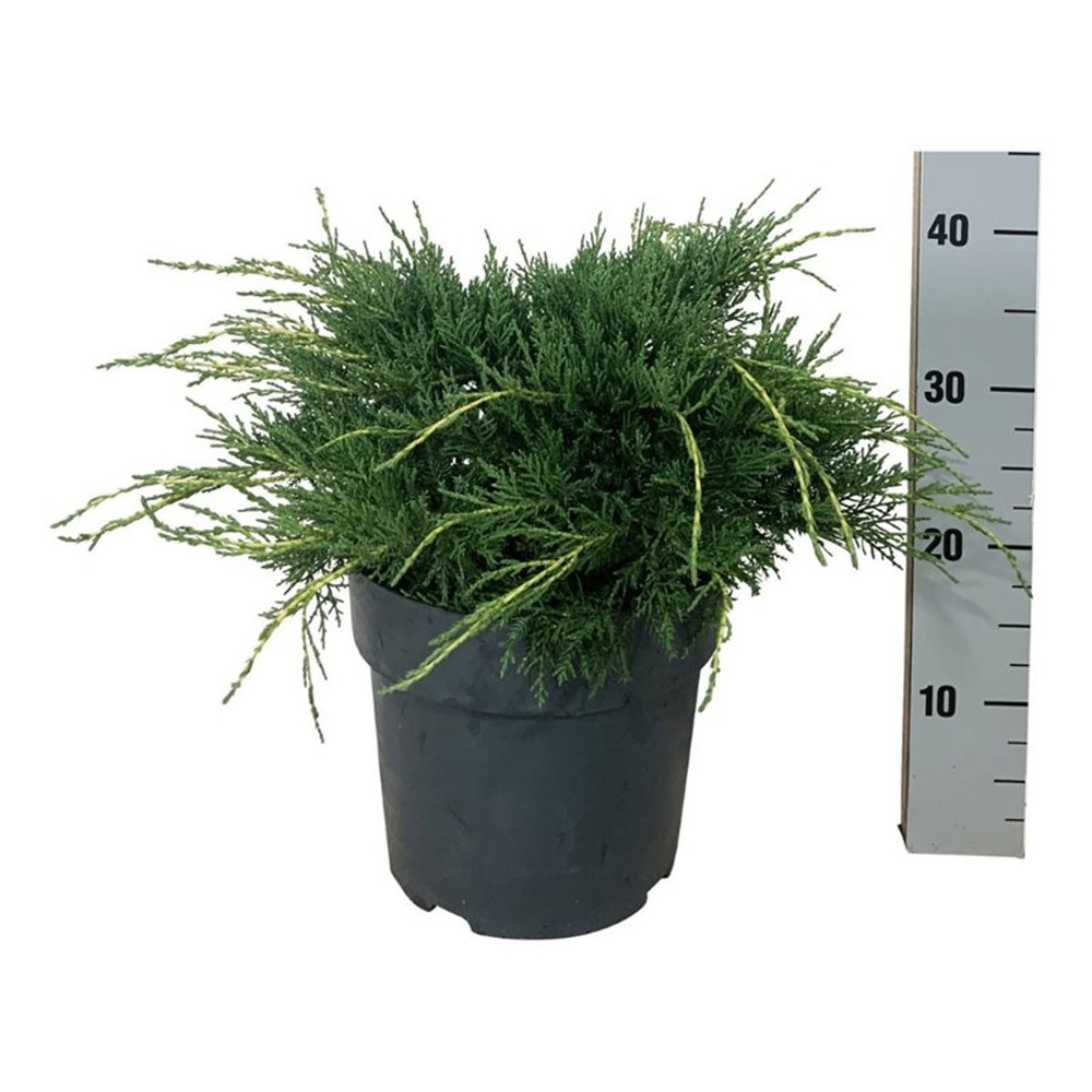 Juniperus pf. 'Pfitzeriana Aurea'.