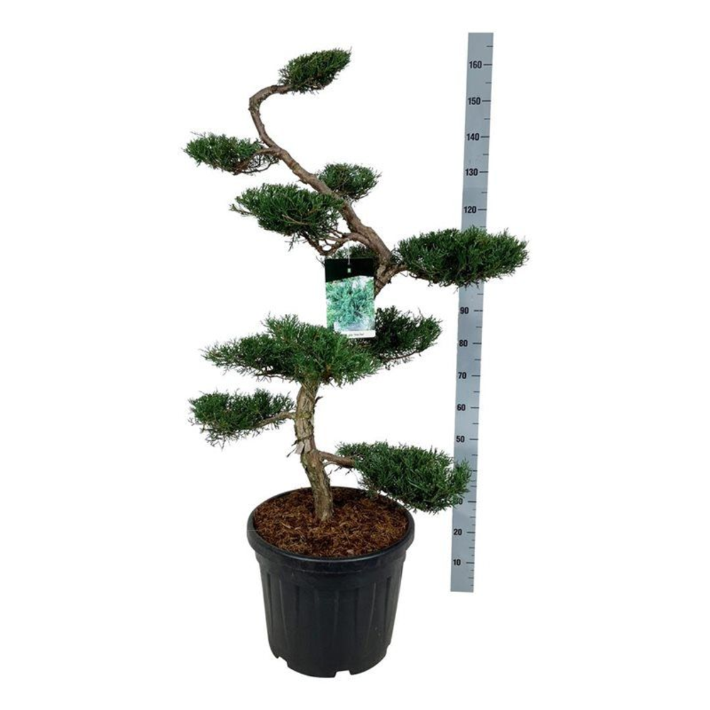 Juniperus virg. 'Grey Owl'.