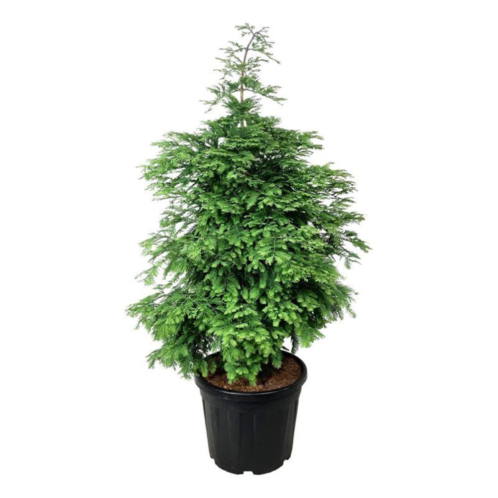 Metasequoia gl. 'Hamlet's Broom'.