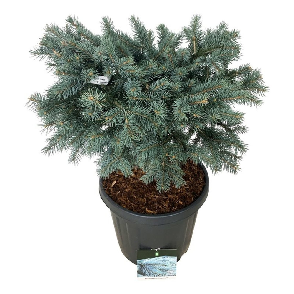 Picea pung. 'Karpaten' -R-.