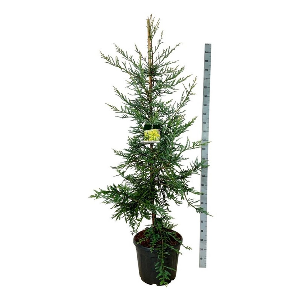 Sequoia sempervirens 'Adpressa'.