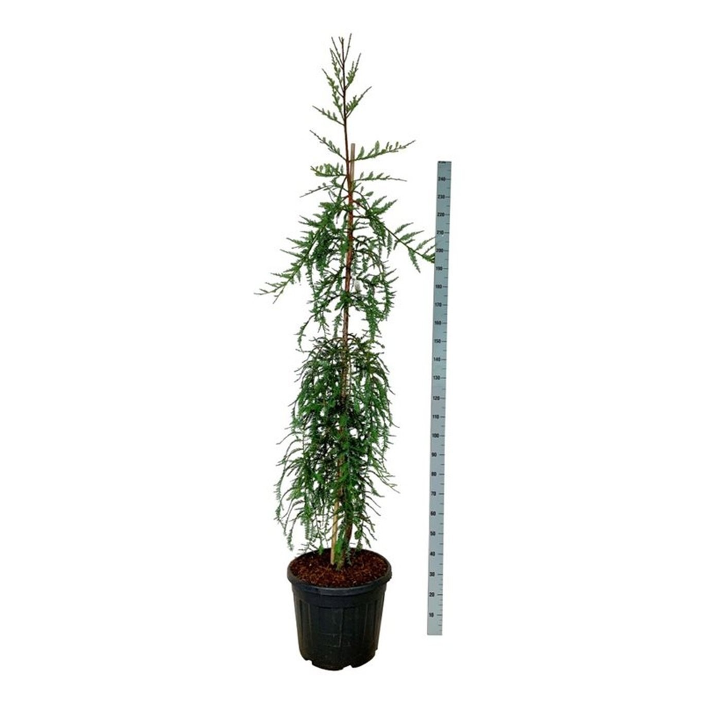 Sequoia s. 'Mt. Loma Prieta Spike'.