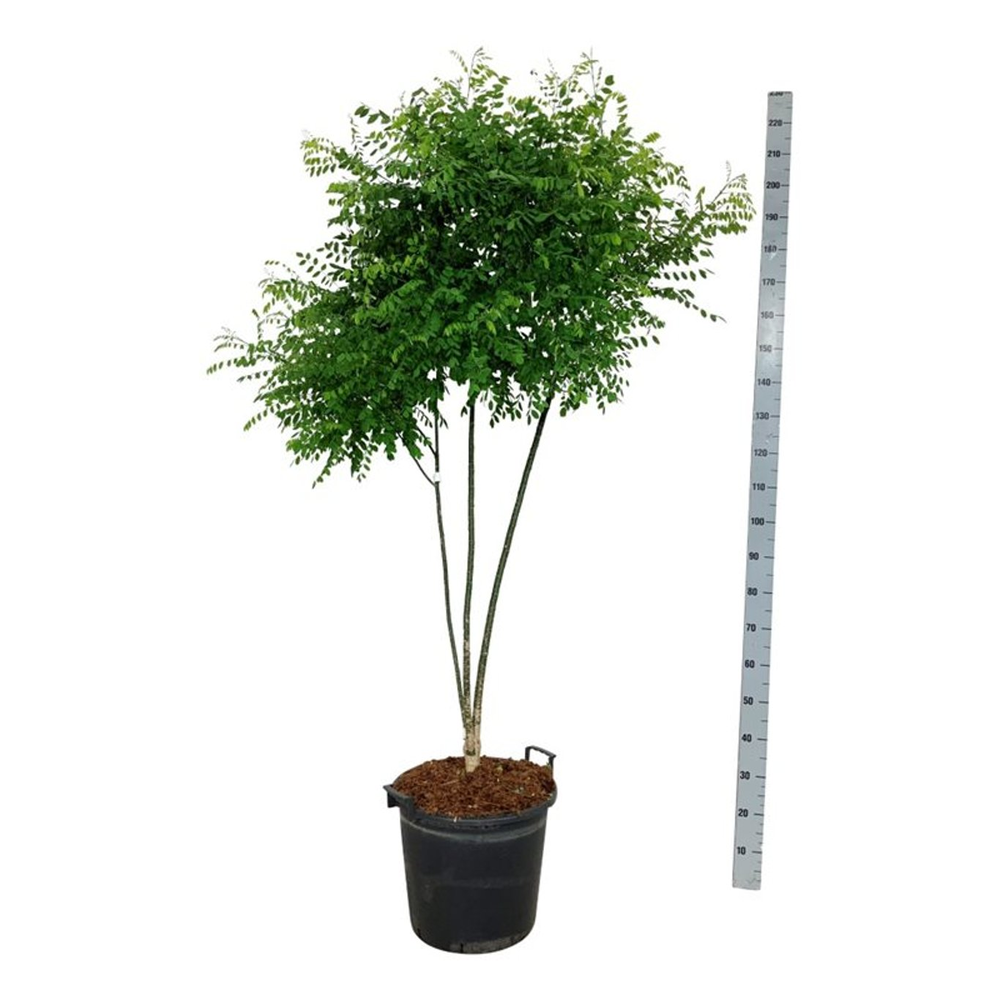 Styphnolobium japonicum.